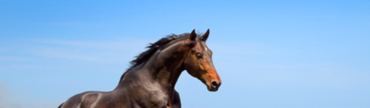 Gewährleistungsrecht beim Pferdekauf
