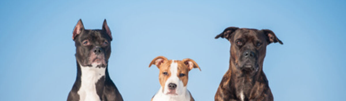 Zuchtverbot für American Staffordshire Terrier
