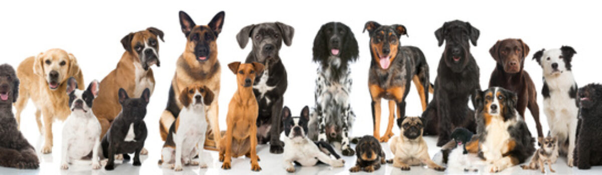 Haltung von fünf Hunden in Mietwohnung untersagt