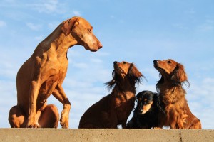 Genehmigungsverfahren Hundetrainer