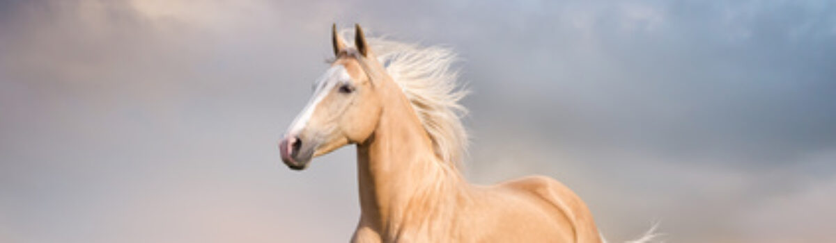 „Führen“ eines Pferdes ist nicht „Reiten“