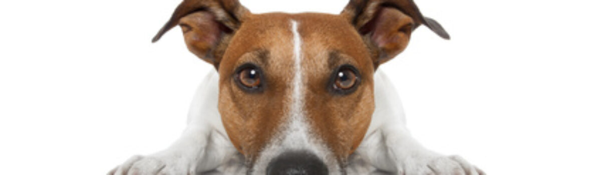 Hundehaltungsverbot auf Grund wiederholter Verstöße gegen das LHundG NRW