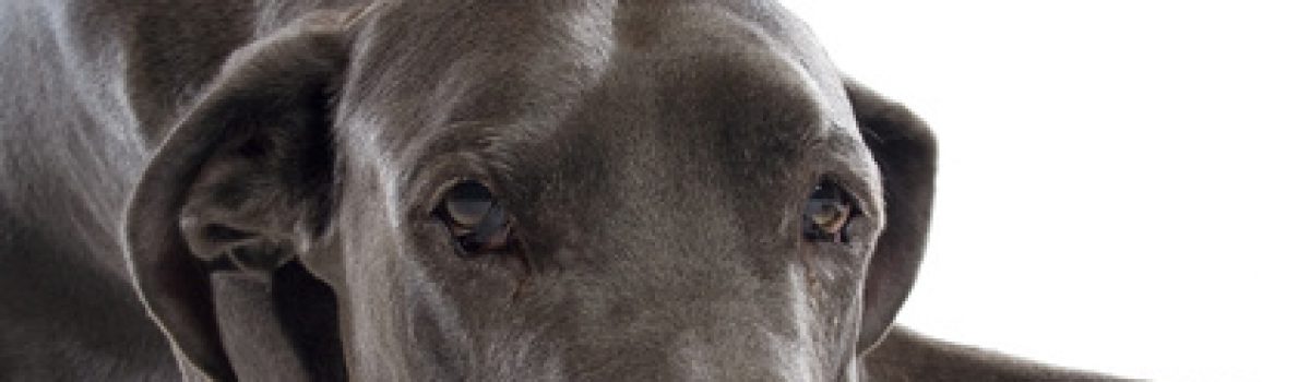 Hundehaltungsverbot Dogge