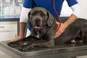 Tierarzthaftung Verlust des Vergütungsanspruchs