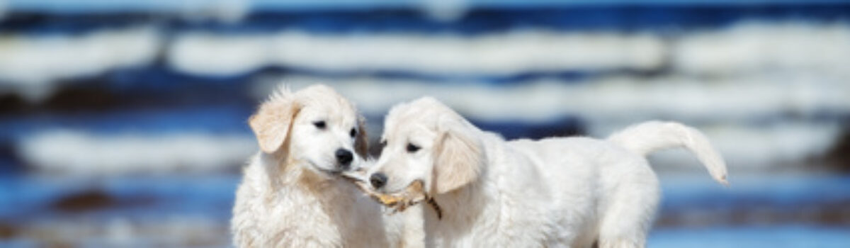 Haftungsfragen bei Hunderangeleien
