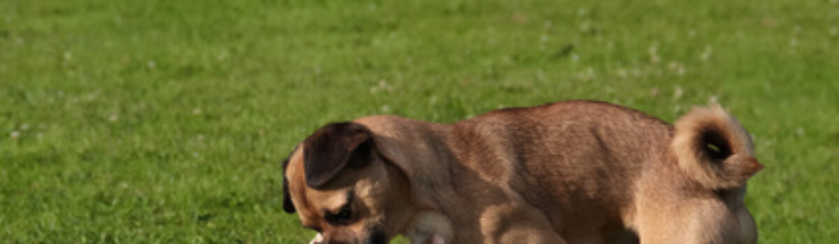 Haftung eines Hundebesitzers für ungewollten Deckakt