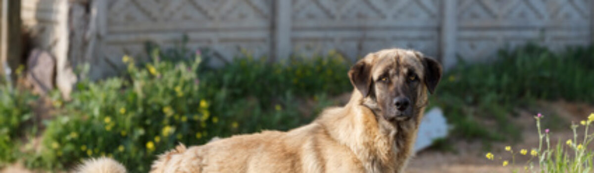 Hundehaltungsverbot wiederholte Verstöße gegen das LHundG NRW