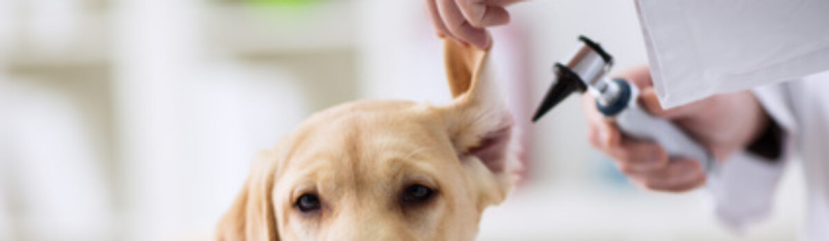Schmerzensgeldanspruch für tiermedizinische Fachangestellte bei Hundebiss