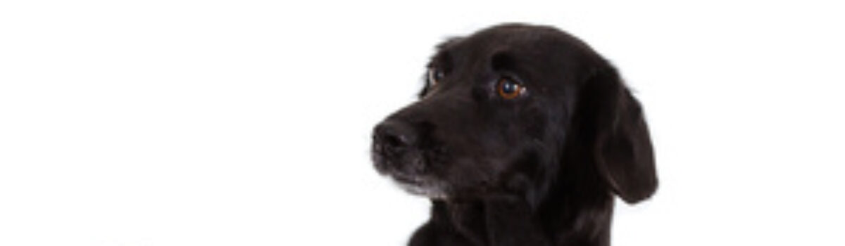 § 11 I S. 1 Nr. 8 f TierSchG – Erlaubnispflicht für Hundetrainer