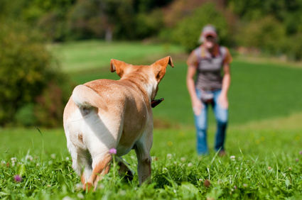 Erlaubnispflicht für Hundetrainer gemäß § 11 I S. 1 Nr. 8 f TierSchG